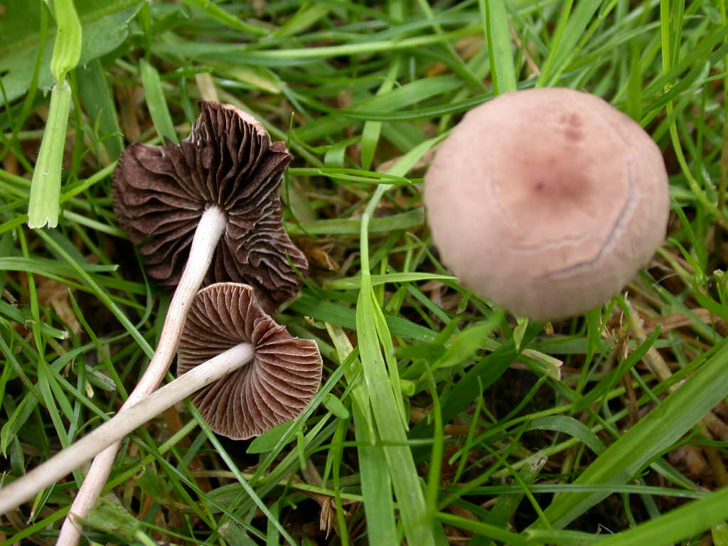 Panaeolina foenisecii